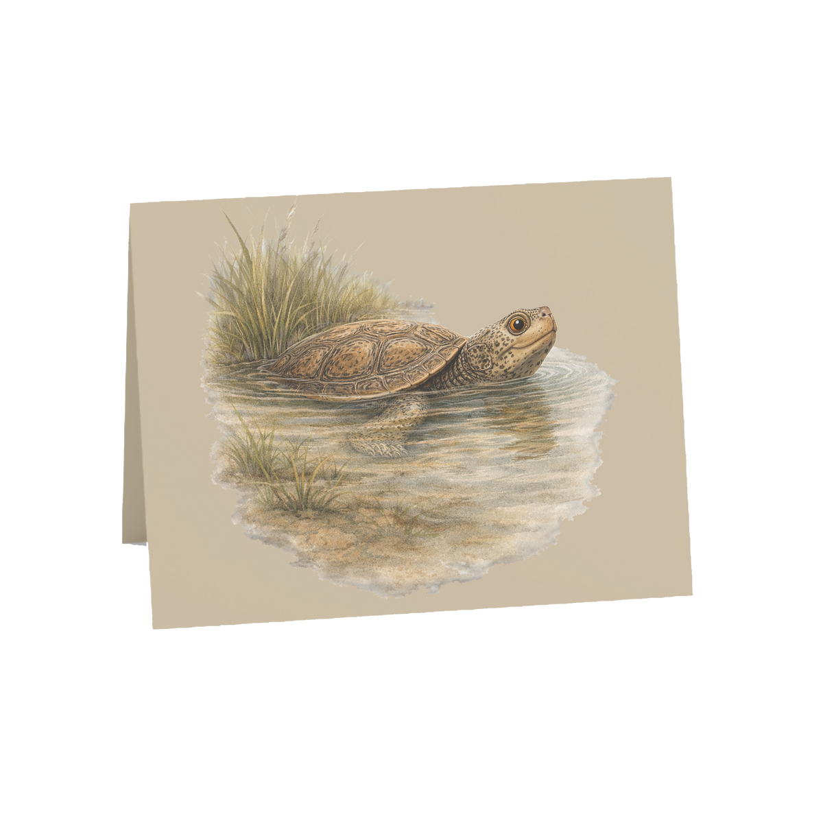 Coastal Terrapin Greeting Cards, 10ct
