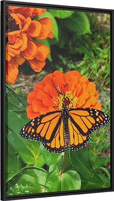 Ember Rest, Framed Canvas Print