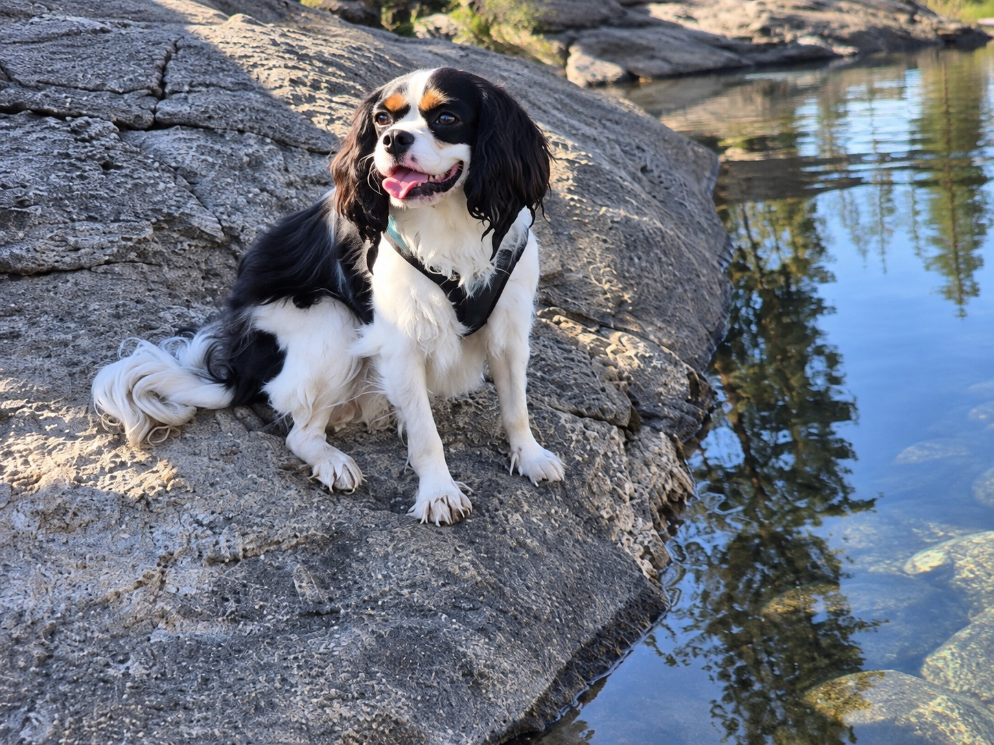 Rowan, a tricolor Cavalier King Charles Spaniel, sitting on granite beside clear water