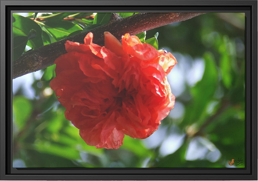 Scarlet Bloom Among The Green, Framed Canvas Print